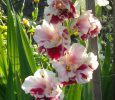DSCN0727