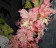 DSCN0808